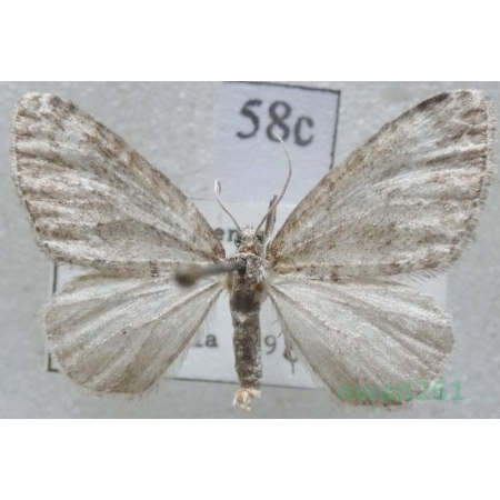 Perizoma hydrata (Treitschke, 1829) Czech58c
